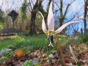 34 Erythronium dens-canis (Dente di cane)